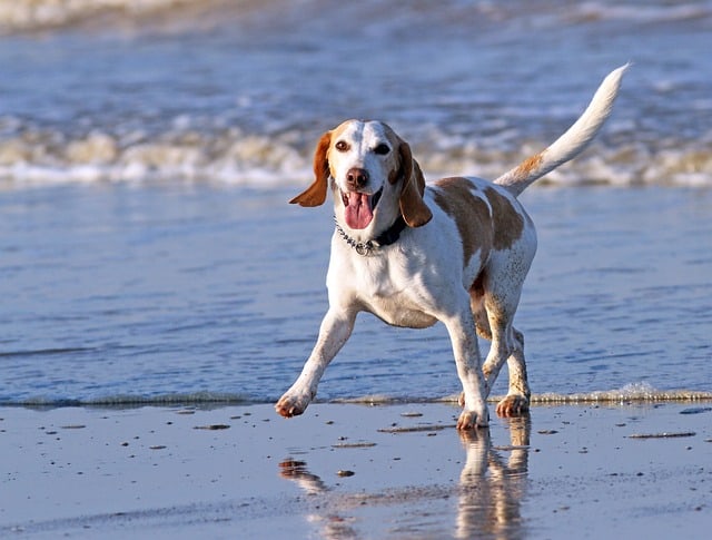 "Revolutionary Pet Care Tips Inside: Discover How Betterpet is Transforming Animal Well-being!"