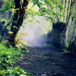 Unlock the Forgotten English Words That Could Transform Your Vocabulary Today