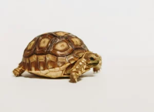 Why Slow Writers Hold a Secret Advantage That Fast Writers Don’t Want You to Know