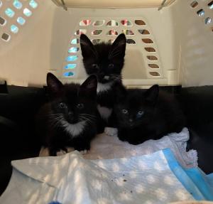 How an 11-Year-Old’s WordPress Site Became a Lifeline for Over 100 Animals in Need