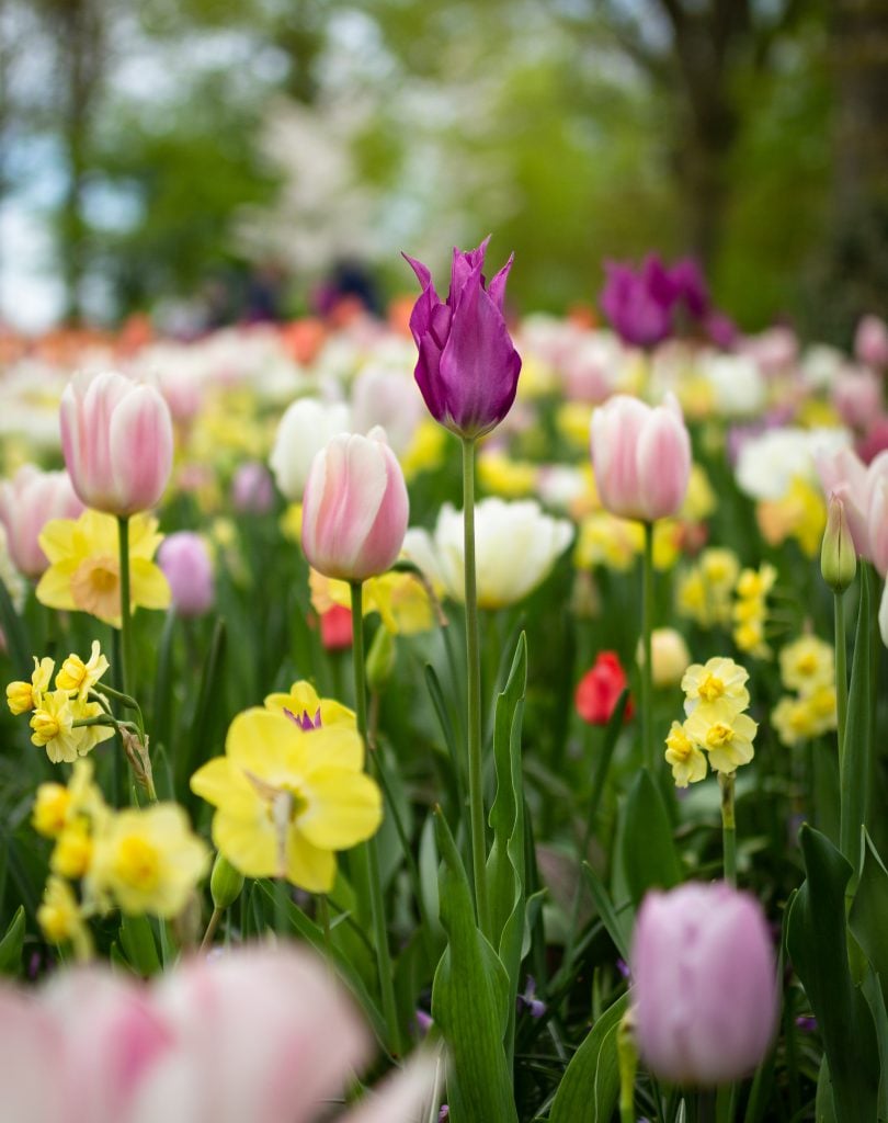 Unlock the Secret to Banishing Spring Fatigue and Reclaiming Your Energy Today!