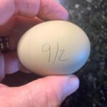 The Shocking Truth Behind Our EGG-istential Crisis: What Brian Whiddon Reveals Will Change How You See Breakfast Forever!
