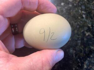 The Shocking Truth Behind Our EGG-istential Crisis: What Brian Whiddon Reveals Will Change How You See Breakfast Forever!