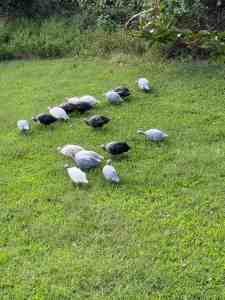Unbelievable Surge: The Guinea Fowl Takeover No One Saw Coming!
